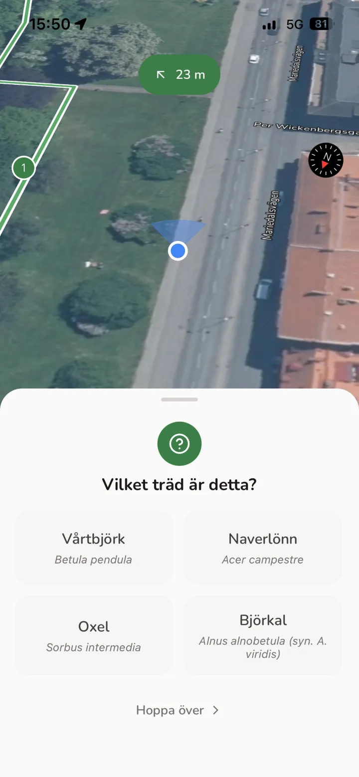 Artquizet frågar vilket träd det är, med fyra arter att välja mellan.