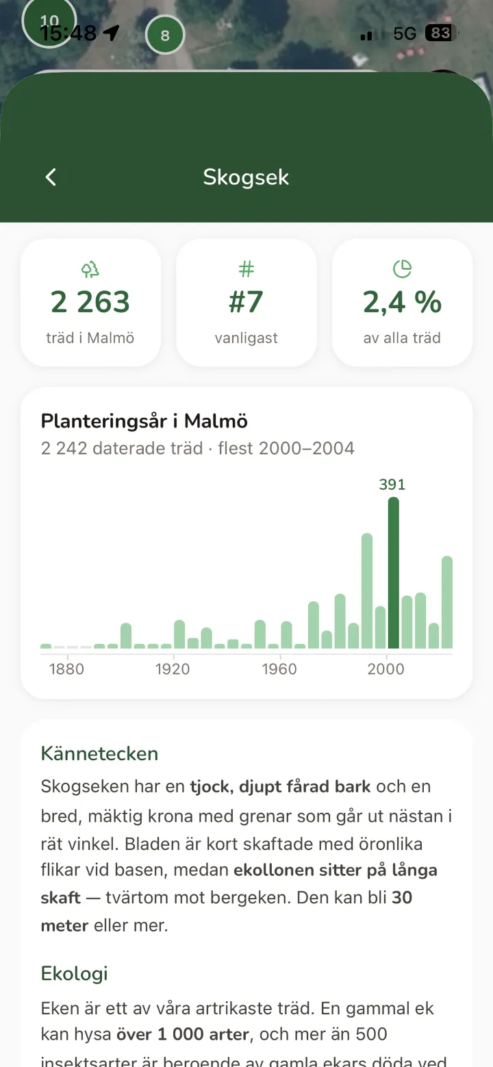Artsidan för skogsek med antal träd i Malmö, planteringsår och kännetecken.